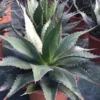 Winterharde Agave (Agave Montana) -Essentie Groen Verkoop agave montana c12
