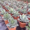 Winterharde Agave (Agave Ovalifolia)