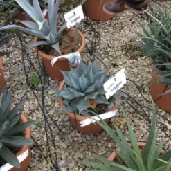 Winterharde Agave (Agave Parrasana) -Essentie Groen Verkoop agave parrasana