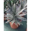 Winterharde Agave (Agave Shidigera) -Essentie Groen Verkoop agave shidigera