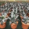 Winterharde Agave (Agave Colorata 'Supreme') -Essentie Groen Verkoop agavecolorata