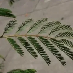 Perzische Slaapboom Als Struik (Albizia Julibrissin) -Essentie Groen Verkoop albizia julibrissin blad 2