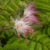 Perzische Slaapboom Als Struik (Albizia Julibrissin) -Essentie Groen Verkoop albizia julibrissin bloem