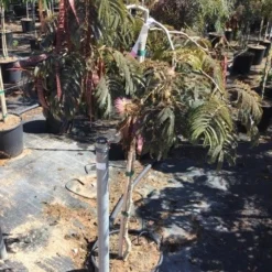 Perzische Slaapboom Als Halfstam (Albizia 'Chocolate Fountain') -Essentie Groen Verkoop albizia julibrissin chocolate fountain r halfstam