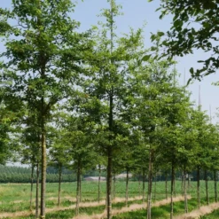 Krent Als Boom (Amelanchier Lamarckii) -Essentie Groen Verkoop amelanchier lamarckii s 18 20