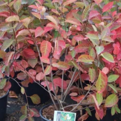 Krentenboom Als Struik (Amelanchier Lamarckii) -Essentie Groen Verkoop amelanchier lamarckii 3 1