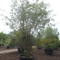 Krentenboom Als Struik (Amelanchier Lamarckii) -Essentie Groen Verkoop amelanchier lamarckii 400 500 c750