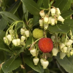 Aardbeiboom (Arbutus Unedo) -Essentie Groen Verkoop arbutus unedo 1