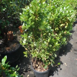 Aardbeiboom Als Struik (Arbutus Unedo) -Essentie Groen Verkoop arbutus unedo 100 125 c25 1