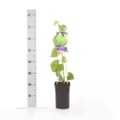 Duitse Pijp (Aristolochia Macropylla) -Essentie Groen Verkoop aristolochia durior macrophylla