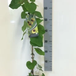 Duitse Pijp (Aristolochia Macropylla) -Essentie Groen Verkoop aristolochia macrophylla 80 100 c2