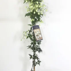 Groenblijvende Clematis (Clematis 'Avalanche') -Essentie Groen Verkoop avalanche r c2 90cm 4 1