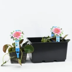 Waterlelie (Nymphaea 'Attraction') -Essentie Groen Verkoop b 17020 nymphaea attraction 3l. 20180409114708