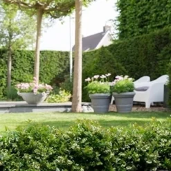 BerryBux Blauwe Bes (Vaccinium Angustifolium ’BerryBux') -Essentie Groen Verkoop berrybux heg bloei hr 4095