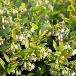 BerryBux Blauwe Bes (Vaccinium Angustifolium ’BerryBux') -Essentie Groen Verkoop berrybux heg bloei hr 4143 2