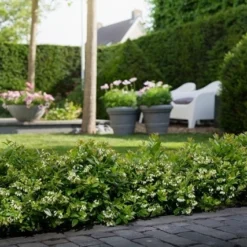 BerryBux Blauwe Bes (Vaccinium Angustifolium ’BerryBux') -Essentie Groen Verkoop berrybux heg bloei hr 4057