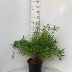 Niet Woekerende Bamboe (Fargesia Murieliae 'Bimbo') -Essentie Groen Verkoop bimbo c10 1
