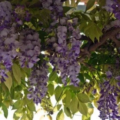 Blauwe Regen (Wisteria Sinensis 'Prolific') -Essentie Groen Verkoop blauweregen 1