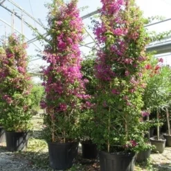 Bougainvillea Als Struik (Bougainvillea Glabra) -Essentie Groen Verkoop bougainvillea glabra