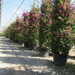 Bougainvillea Als Struik (Bougainvillea Glabra) -Essentie Groen Verkoop bougainvillea glabra 3