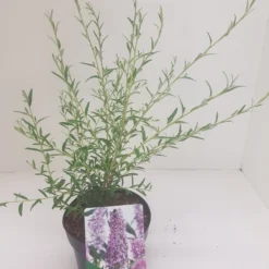 Vlinderstruik (Buddleja Alternifolia) -Essentie Groen Verkoop budd alternifolia