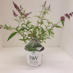 Vlinderstruik (Buddleja 'Miss Ruby') -Essentie Groen Verkoop budd miss ruby