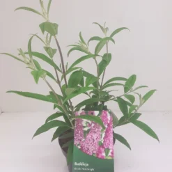 Vlinderstruik (Buddleja Davidii 'Pink Delight') -Essentie Groen Verkoop budd pink delight 1