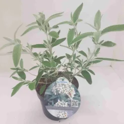 Vlinderstruik (Buddleja 'Silver Anniversary') -Essentie Groen Verkoop budd silver annieversary