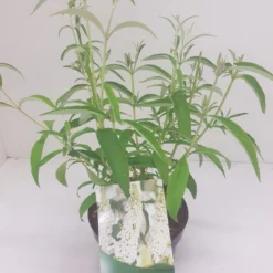 Vlinderstruik (Buddleja Davidii 'White Profusion') -Essentie Groen Verkoop budd white profusion 1