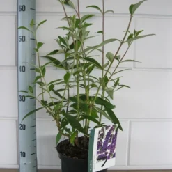 Vlinderstruik (Buddleja Davidii 'Black Knight') -Essentie Groen Verkoop buddleja black knight c3 10 7 2016 1