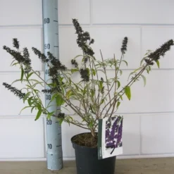 Vlinderstruik (Buddleja Davidii 'Black Knight') -Essentie Groen Verkoop buddleja black knight c3 23 10 2018 1