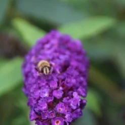Vlinderstruik (Buddleja Davidii 'Black Knight') -Essentie Groen Verkoop buddleja davidii black knight 3 1