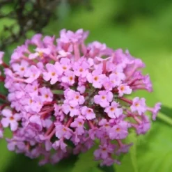 Vlinderstruik (Buddleja Davidii 'Pink Delight') -Essentie Groen Verkoop buddleja davidii pink delight 4