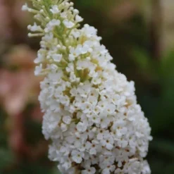 Vlinderstruik (Buddleja Davidii 'White Profusion') -Essentie Groen Verkoop buddleja davidii white profusion 1