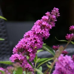 Vlinderstruik (Buddleja Davidii Petite 'Tutti Frutti') -Essentie Groen Verkoop buddleja free petite tutti fruitti podoras 13 10