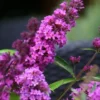 Vlinderstruik (Buddleja Davidii Petite 'Tutti Frutti') -Essentie Groen Verkoop buddleja free petite tutti fruitti podoras 13 7