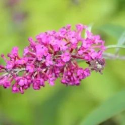 Vlinderstruik (Buddleja 'Miss Ruby') -Essentie Groen Verkoop buddleja miss ruby 2