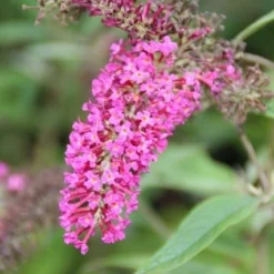Vlinderstruik (Buddleja 'Miss Ruby') -Essentie Groen Verkoop buddleja miss ruby 6
