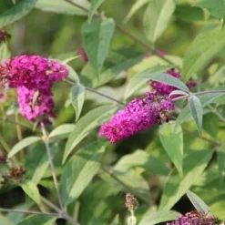 Vlinderstruik (Buddleja 'Miss Ruby') -Essentie Groen Verkoop buddleja miss ruby 7