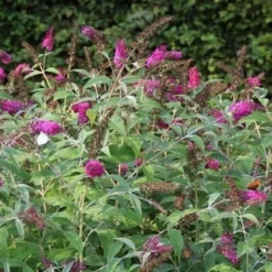 Vlinderstruik (Buddleja 'Miss Ruby') -Essentie Groen Verkoop buddleja miss ruby 8