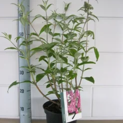 Vlinderstruik (Buddleja Davidii 'Pink Delight') -Essentie Groen Verkoop buddleja pink delight c3 10 7 2016