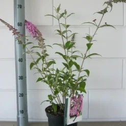 Vlinderstruik (Buddleja Davidii 'Pink Delight') -Essentie Groen Verkoop buddleja pink delight c3 bloem 19 7 2016