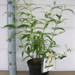 Vlinderstruik (Buddleja Davidii 'White Profusion') -Essentie Groen Verkoop buddleja white profusion c3 10 7 2016