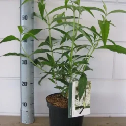 Vlinderstruik (Buddleja Davidii 'White Profusion') -Essentie Groen Verkoop buddleja white profusion c3 5 6 2018 1
