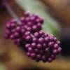 Schoonvrucht (Callicarpa Bodinieri 'Profusion') -Essentie Groen Verkoop cabprofu 30 6