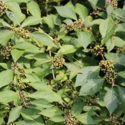 Schoonvrucht (Callicarpa Bodinieri 'Profusion') -Essentie Groen Verkoop callicarpa bodinieri profusion 1