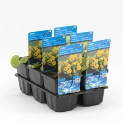 Dubbele Gele Dotterbloem (Caltha Palustris 'Multiplex') -Essentie Groen Verkoop caltha palustris multiplex 20180321212520