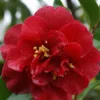 Camelia Als Leivorm (Camellia Japonica 'Doctor Burnside') -Essentie Groen Verkoop cam