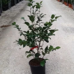 Camellia (Camellia Japonica 'Black Lace') -Essentie Groen Verkoop camelia black lace c7