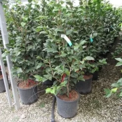 Camelia (Camellia, Rood) -Essentie Groen Verkoop camellia